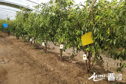 山西產業扶貧產品展播 臨猗冬棗