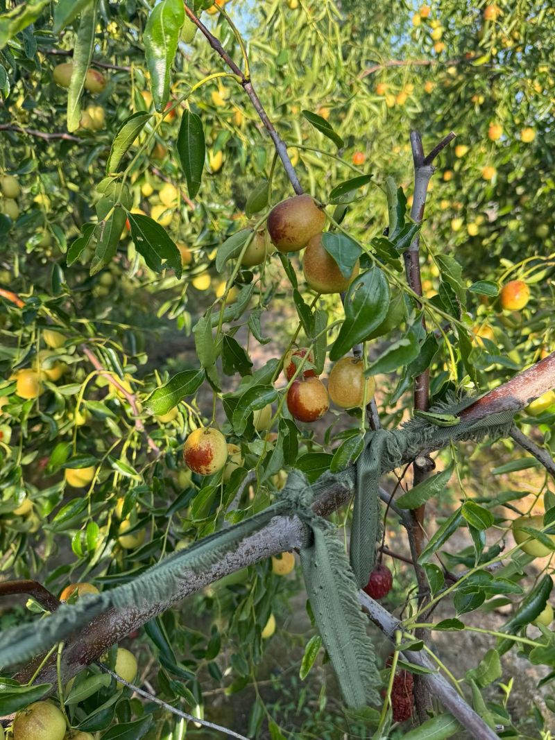 黃驊冬棗 河北滄州的“金疙瘩”，品質與實惠的完美結合