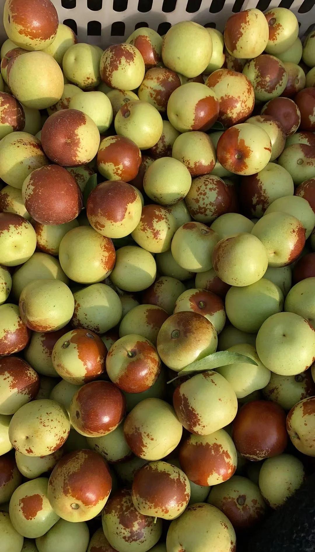 黃驊冬棗鮮到爆！舌尖速遞，領略冰甜脆爽的秋日珍饈