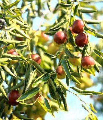 黃驊脆冬棗造富記 一顆小紅果，如何成就富民大產業？